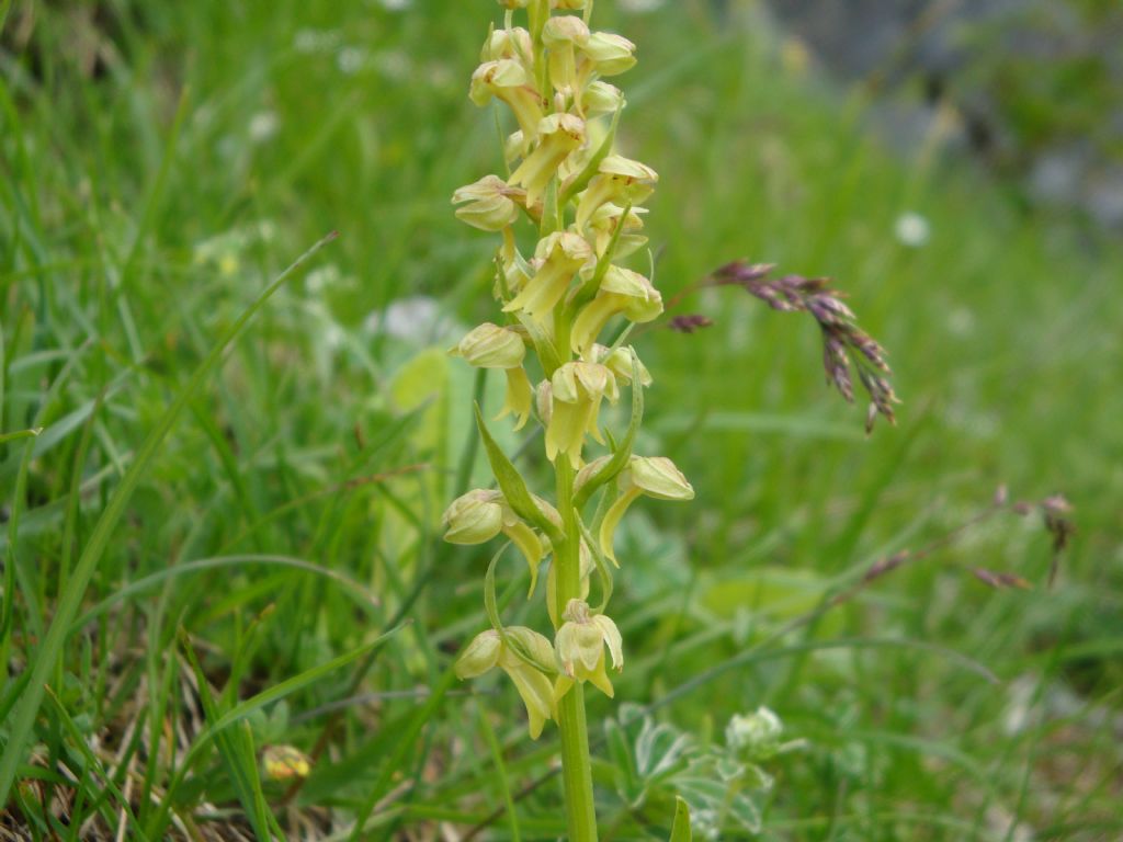 Coeloglossum viride